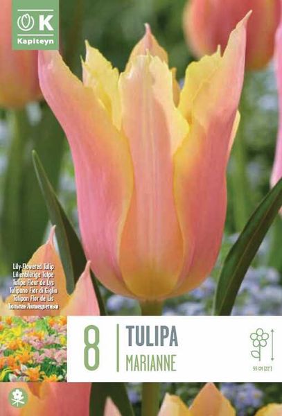 Hovedbilde Tulipan 'Marianne', liljeblomstrende - 8 stk