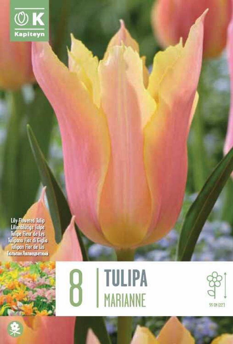 Tulipan 'Marianne', liljeblomstrende - 8 stk