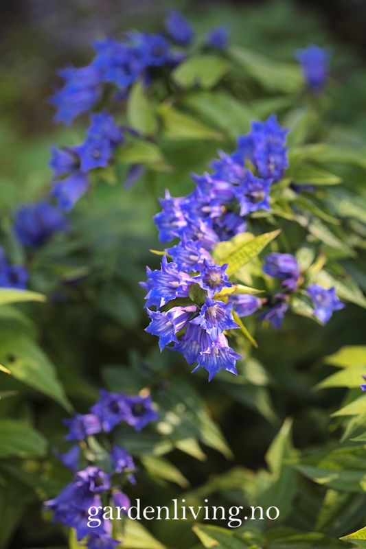 Skogsøte - Gentiana asclepiadea