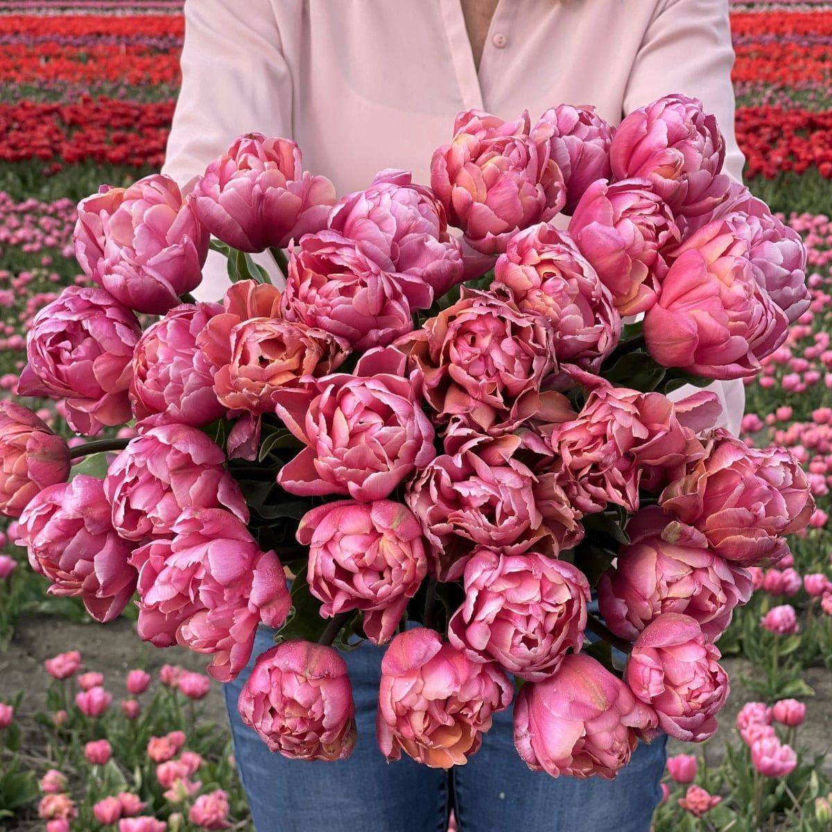 Tulipan 'Pink Star’, sen dobbel - 10 stk