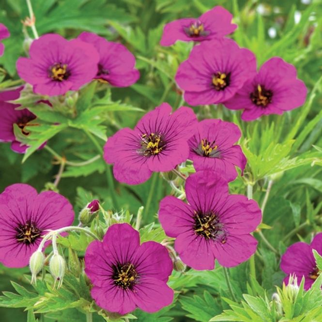 Hovedbilde Storkenebb - Geranium psilostemon
