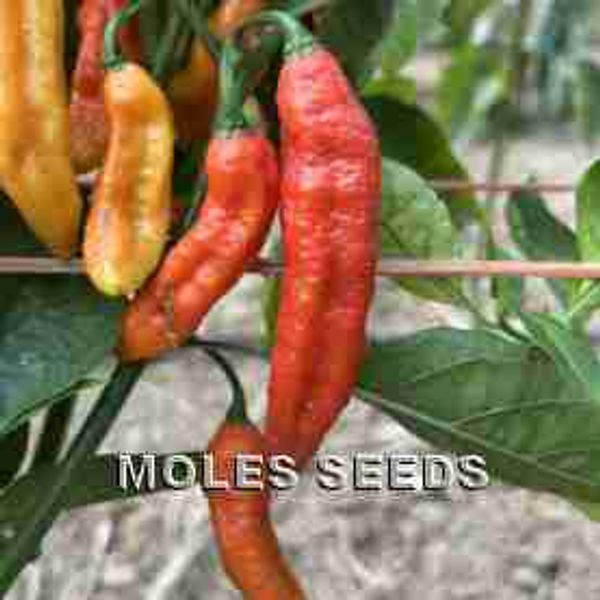 Hovedbilde Chilipepper 'Naga Red' - Capsicum chinense