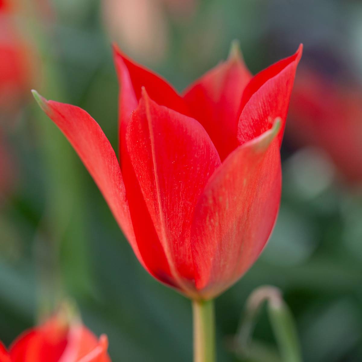 Lintulipan - Tulipa linifolia - 10 stk