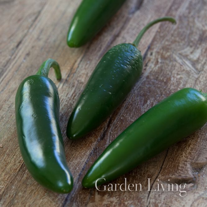 Hovedbilde Chilipepper 'Jalapeno' - Capsicum annuum