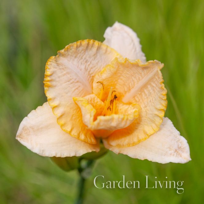 Hovedbilde Daglilje 'Serena Sunburst' - Hemerocallis
