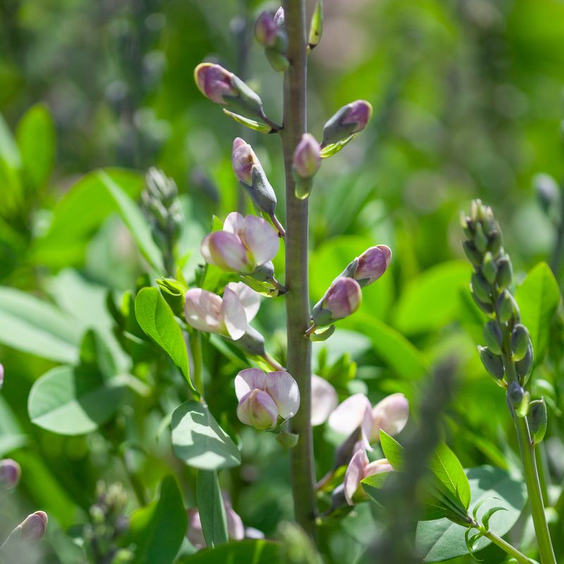 Fargeskolm 'Pink Truffles' - Baptisia