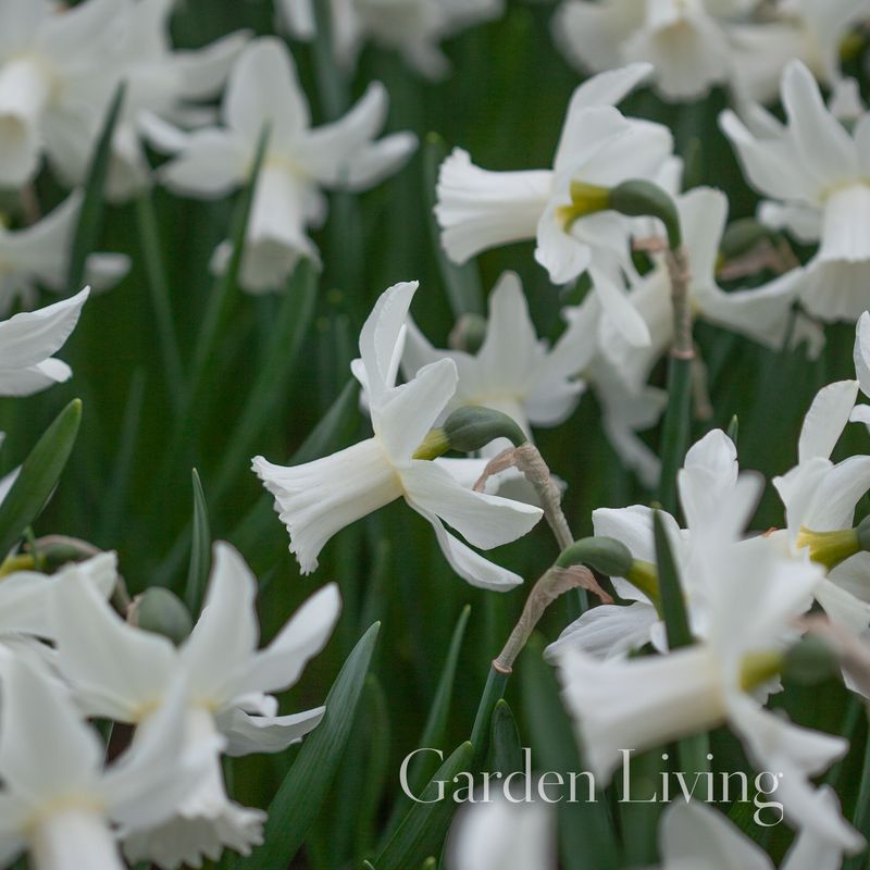 Påskelilje 'Lady Madonna' - Narcissus - 5 stk