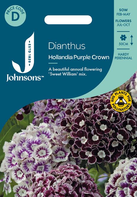 Hovedbilde Busknellik 'Hollandia Purple Crown’ - Dianthus ...