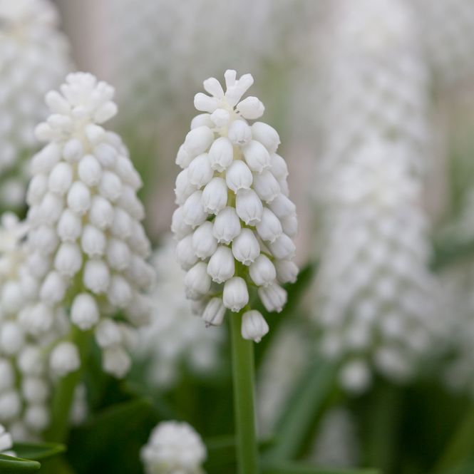 Hovedbilde Perleblomst 'White Magic' - 15 stk