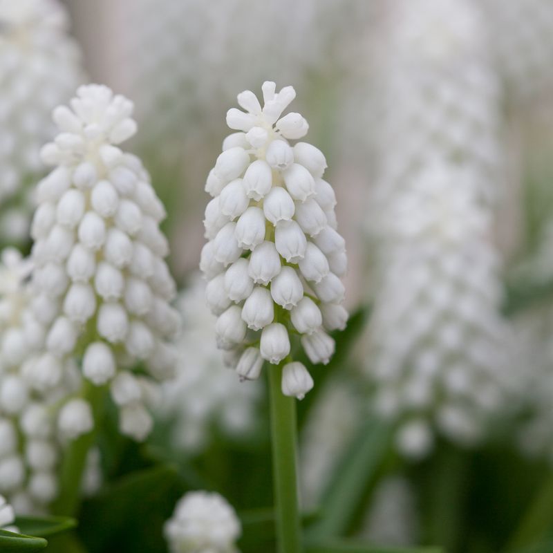 Perleblomst 'White Magic' - 15 stk