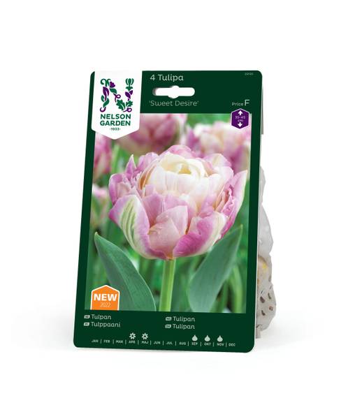 Hovedbilde Tulipan 'Sweet Desire', Tidlig enkel - 5 stk