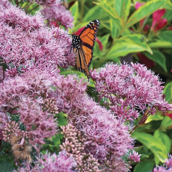 Hovedbilde Hjortetrøst 'Little Joe' -Eupatorium dubium