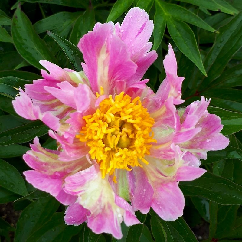 Silkepion 'Pink Spritzer' - Paeonia lactiflora