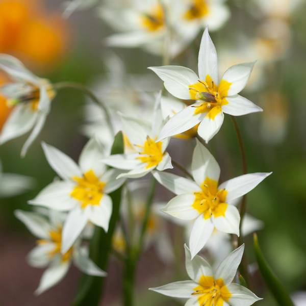 Hovedbilde Turkestantulipan - Tulipa turkestanica - 10 stk