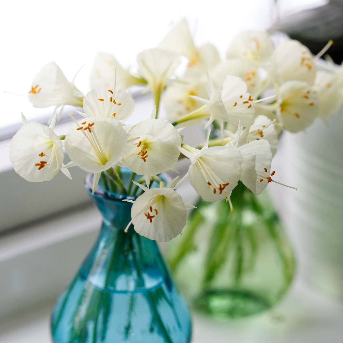 Dvergnarsiss 'White Petticoat' - Narcissus bulbocodium 5 stk
