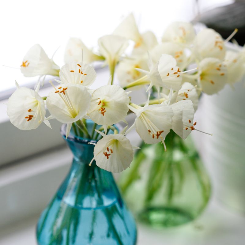 Dvergnarsiss 'Arctic Bells' - Narcissus bulbocodium 5 stk
