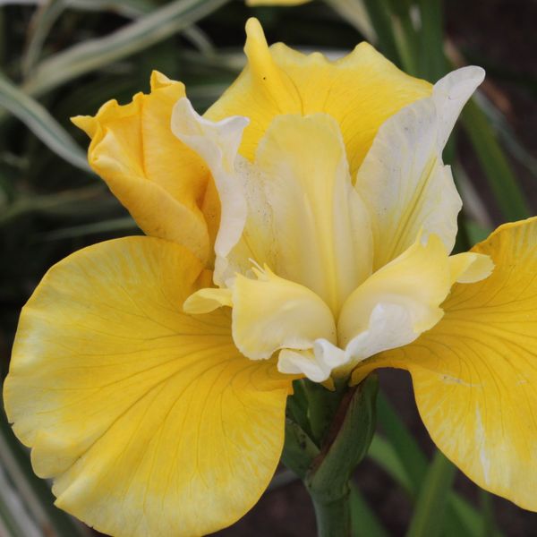 Hovedbilde Sibiriris 'Solar Energy' ® - Iris sibirica