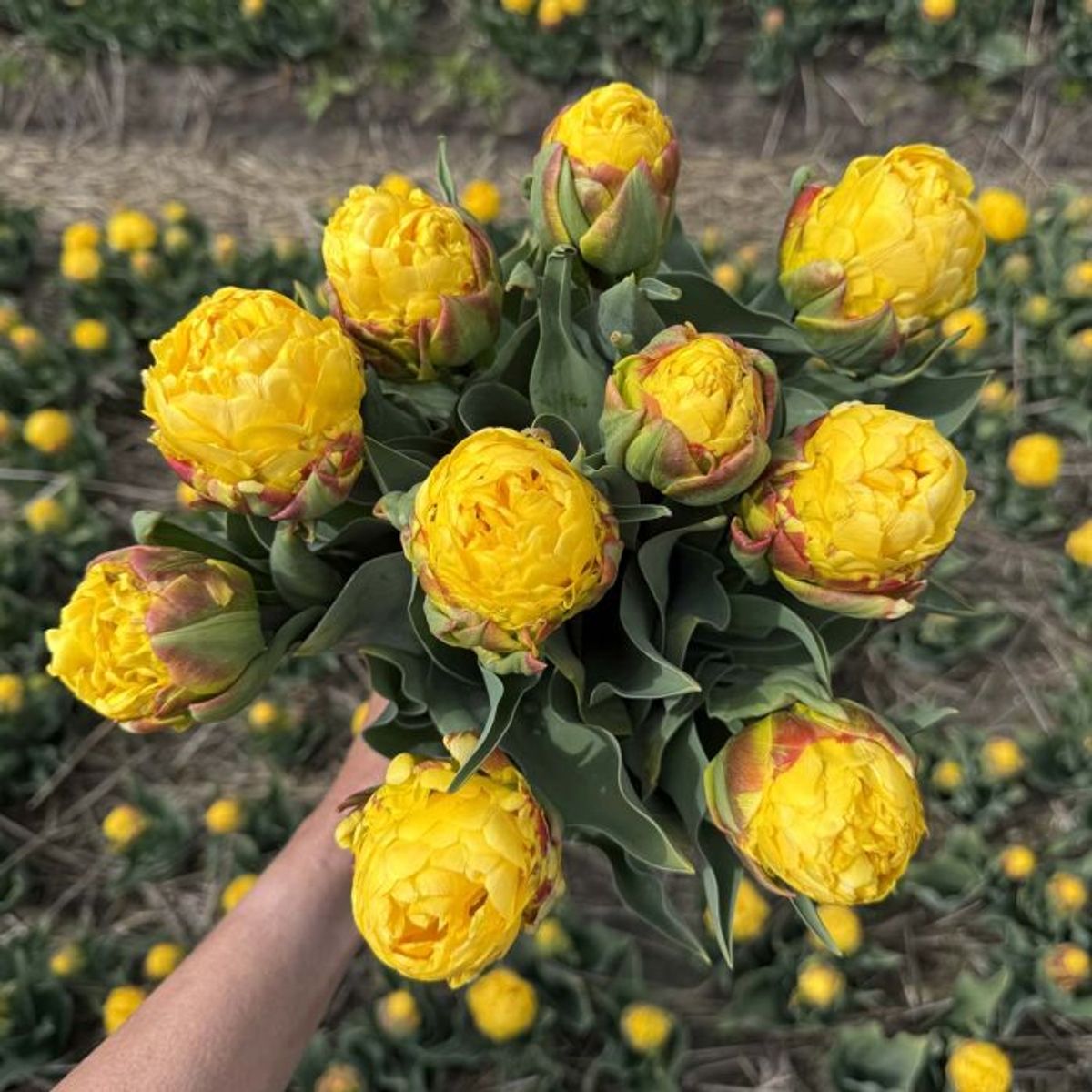 Tulipan 'Ice Cream Banana', sen dobbel - 10 stk