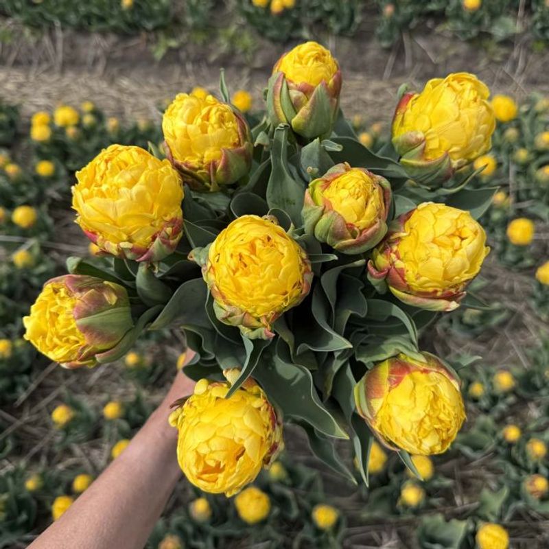 Tulipan 'Ice Cream Banana', sen dobbel - 10 stk