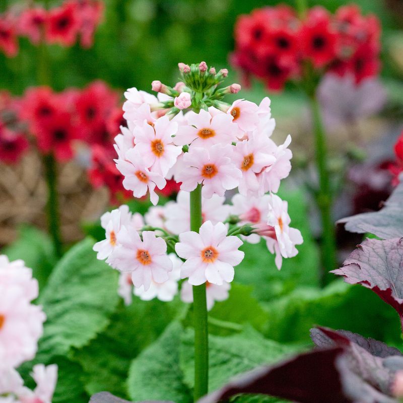 Japanprimula 'Appleblossom' - Primula japonica
