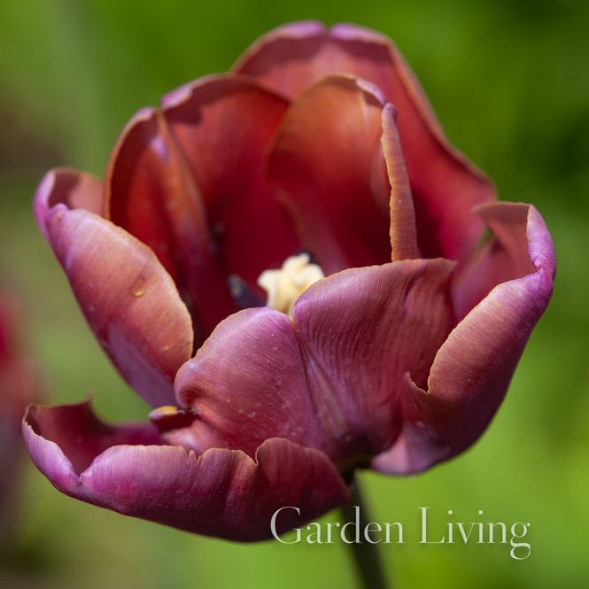 Hovedbilde Historisk Tulipan 'Superba - Tulipa - 1 stk