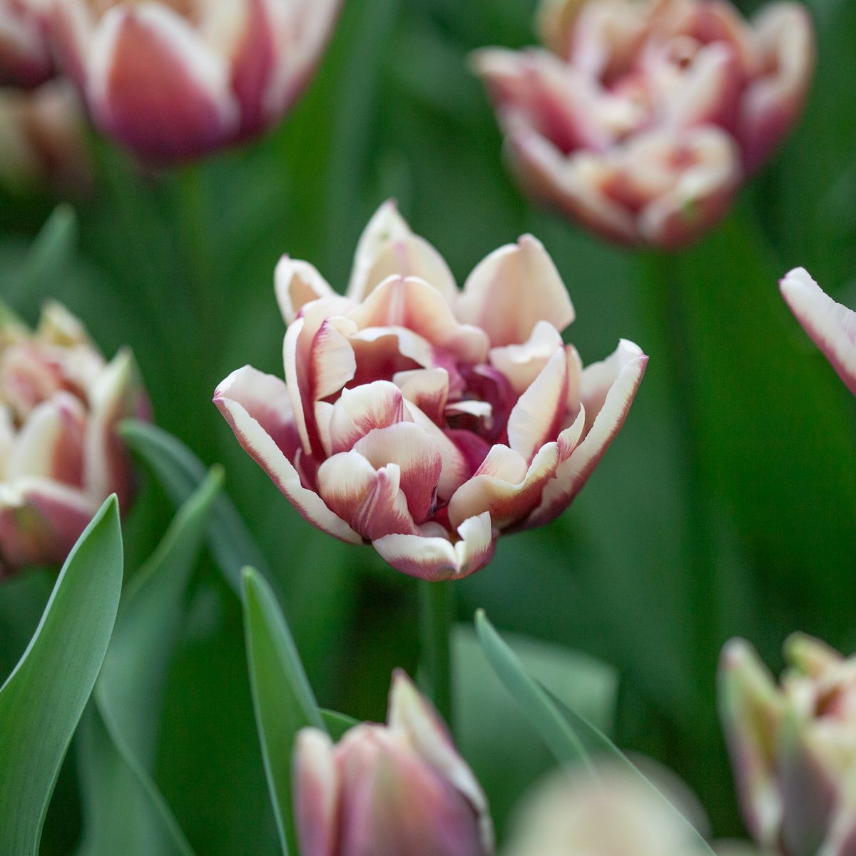 Tulipan 'Wyndham', Sen dobbel' - 7 stk