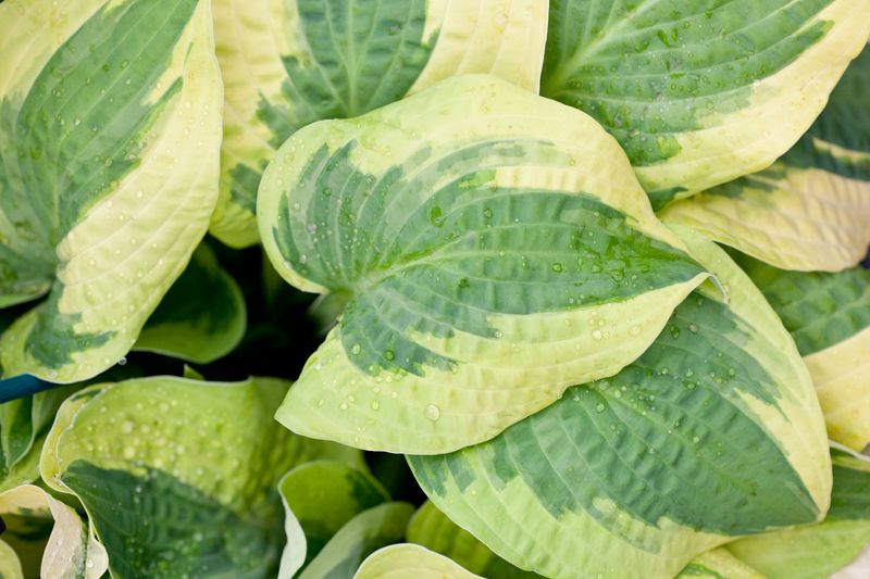 Hosta 'Wide Brim'