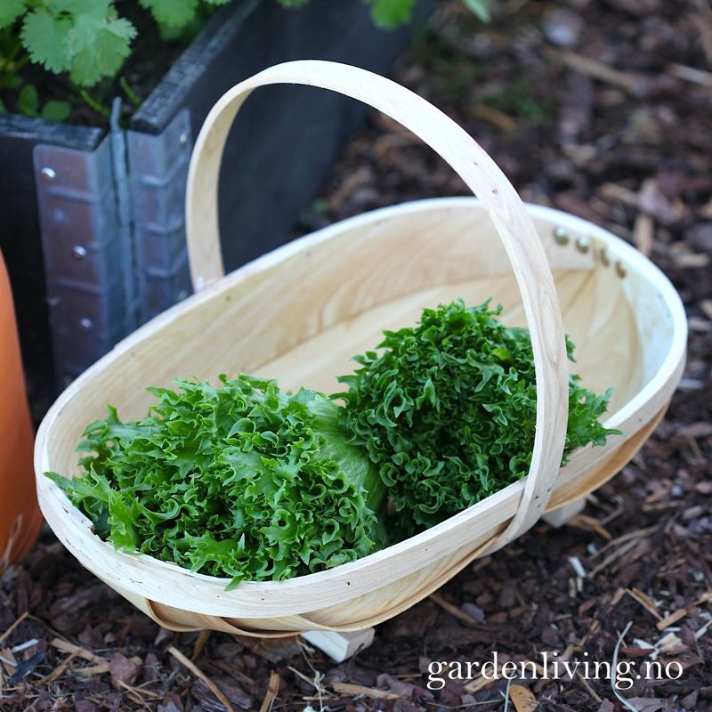 Sponkurv - Wodden trug, medium