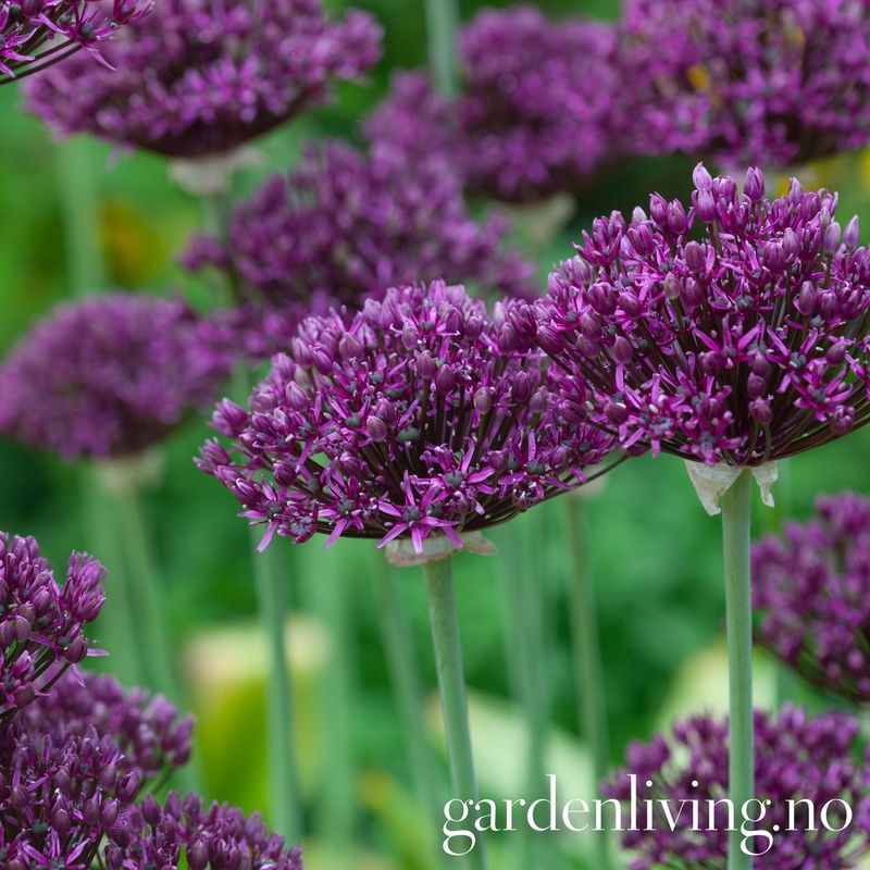 Vinløk - Allium atropurpureum - 10 stk