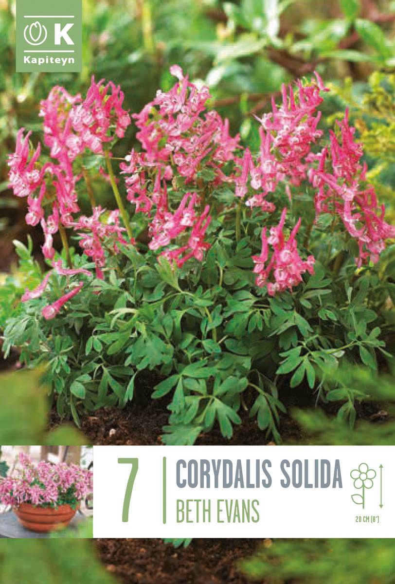 Hagelerkespore 'Beth Evans' - Corydalis solida - 7 stk