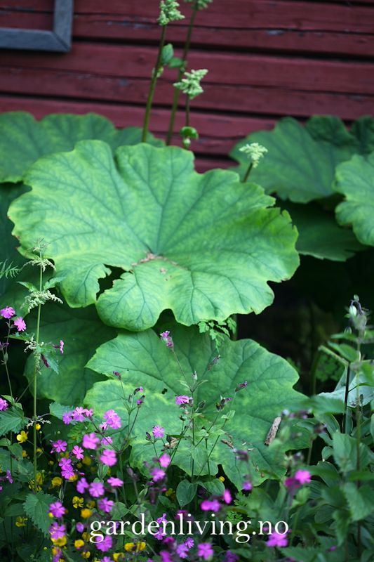 Skjoldbronseblad - Astilboides tabularis