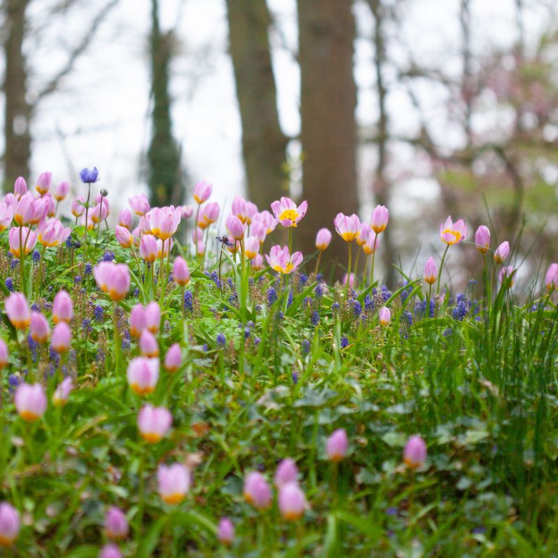 Tulipa saxatilis subsp. bakeri 'Lilac Wonder' - 15 stk