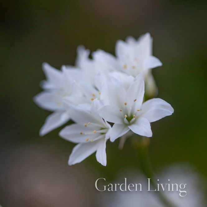 Hovedbilde Allium zebdanense - 5 stk