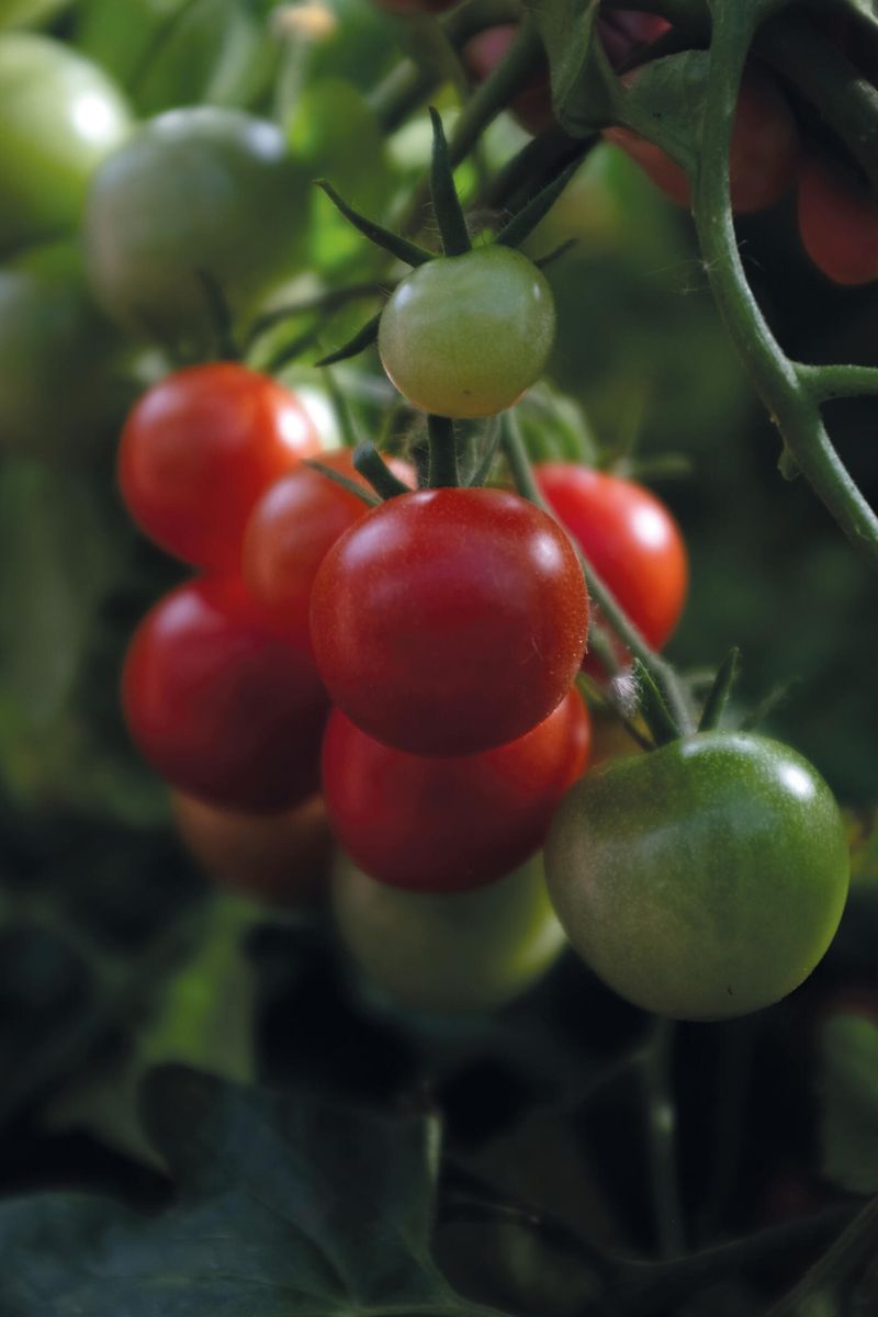 Drivhustomat 'Baby Boomer' busk - Lycopersicon