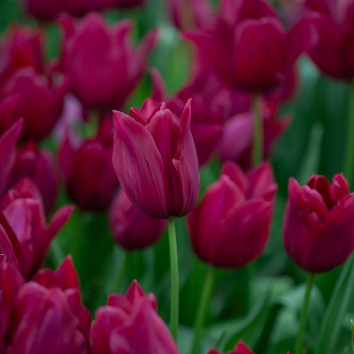 Tulipan 'Merlot', Liljeblomstrende - 7 stk
