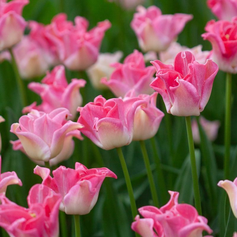 Tulipan 'Crown of Dynasty', sen enkel - 5 stk
