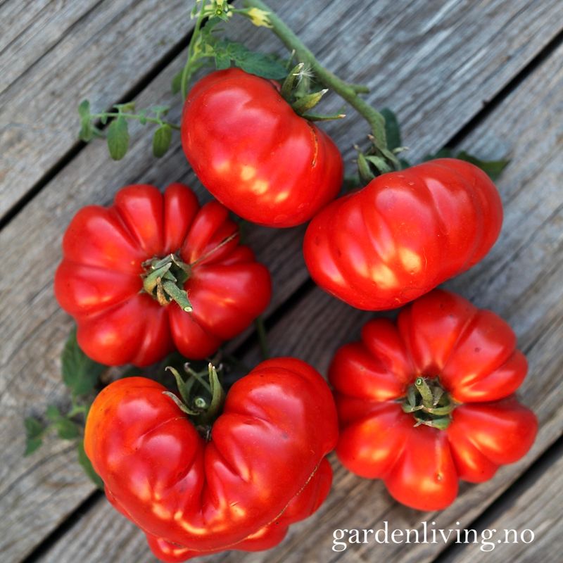 Drivhustomat 'Costoluto Fiorentino', biff - Lycopersicon lycoper