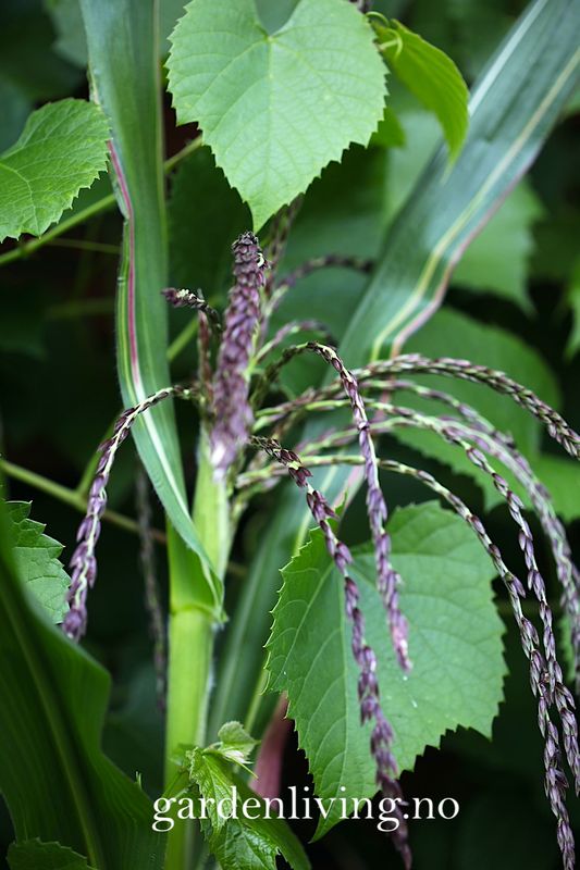 Prydmais 'Japonica Variegata' - Zea mays var. japonica