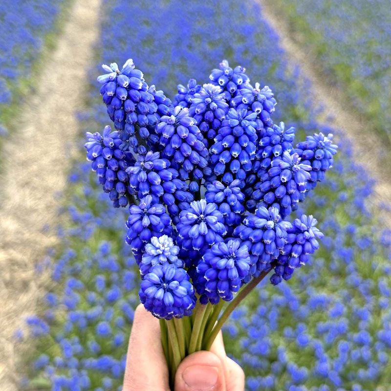 Perleblomst 'Blue Magic' - 10 stk