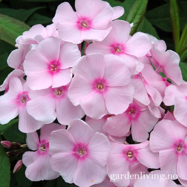 Hovedbilde Høstfloks 'Sweet Summer ® Sensation' - Phlox paniculata