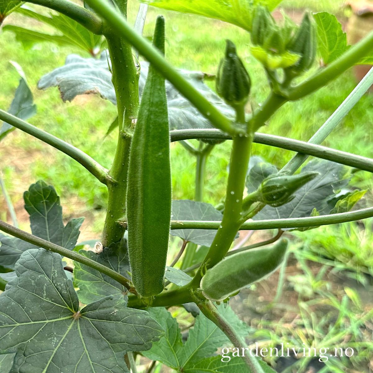 Okra 'Baby Bubba' - Abelmoschus esculentus