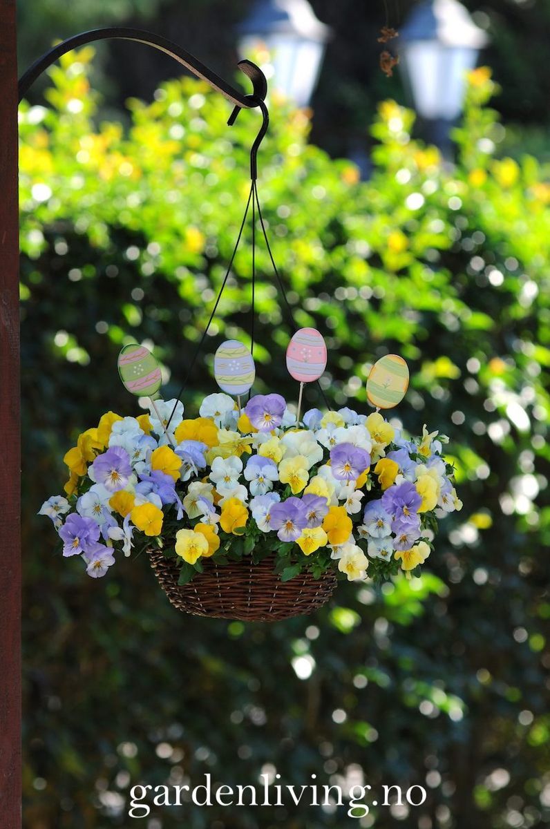 Stemorsblomst 'Cool Wave Pastel Mix' - Viola wittrockiana 