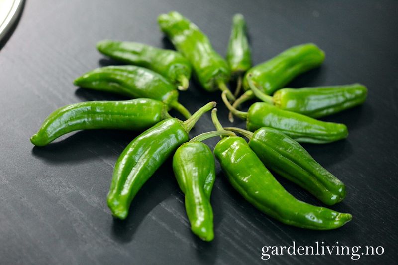 Chilipepper 'Padron' - Capsicum annuum 