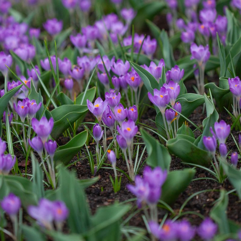 Snøkrokus 'Barr’s Purple’ - Crocus tom. - 12 stk