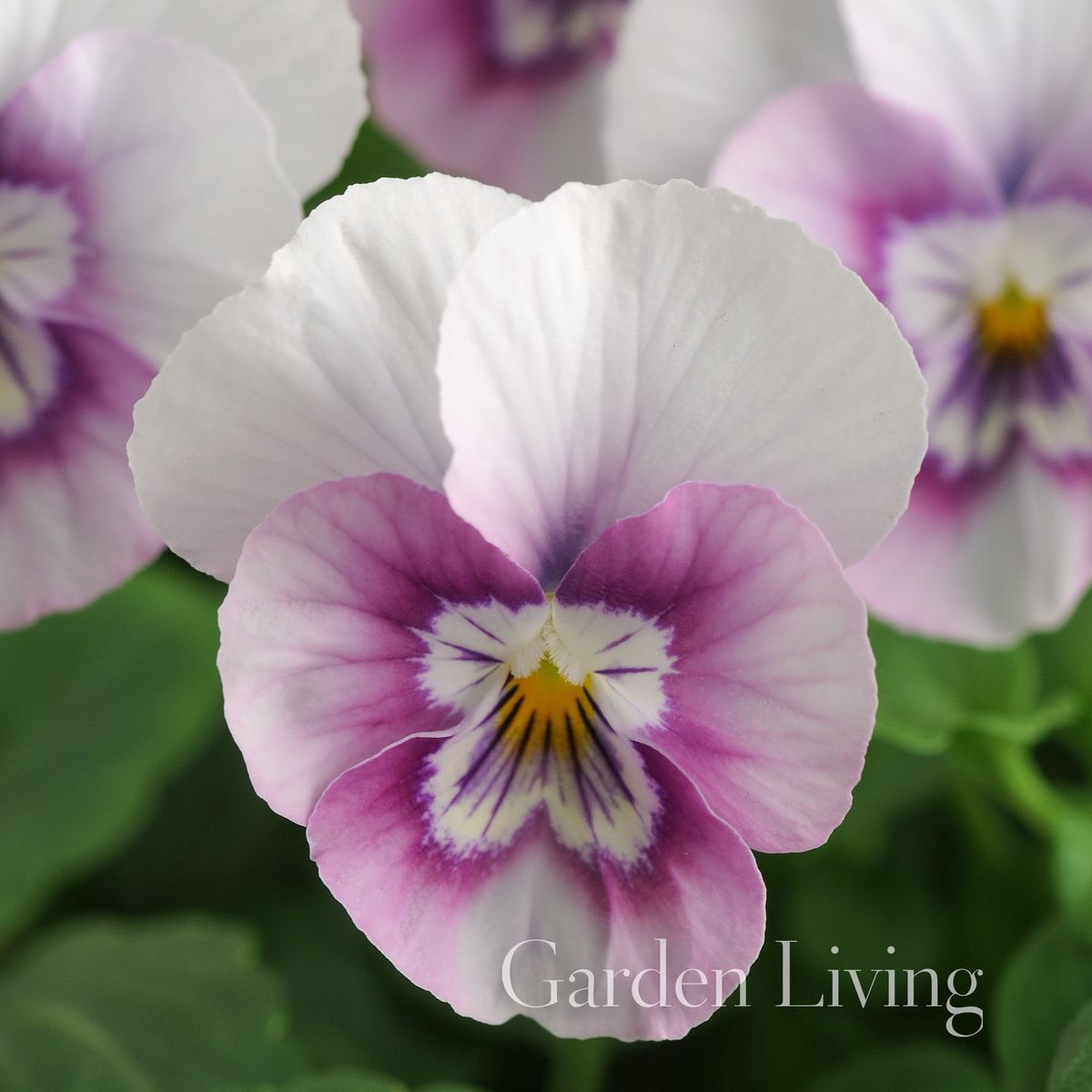 Hornfiol 'Sorbet Pink Halo' F1 - Viola cornuta