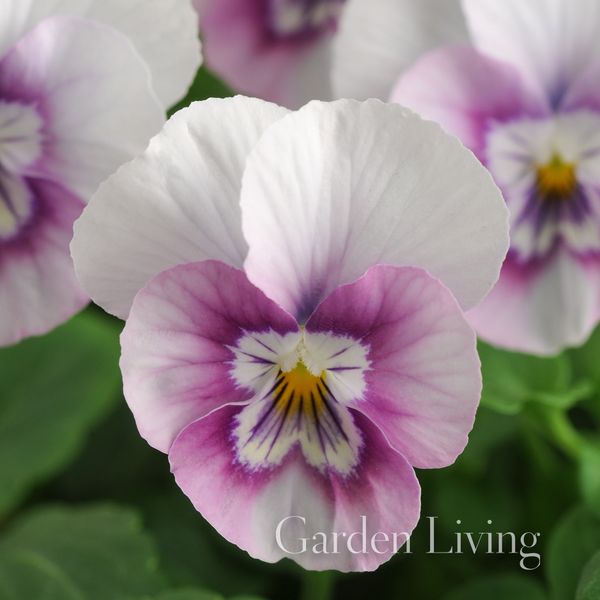 Hovedbilde Hornfiol 'Sorbet Pink Halo' F1 - Viola cornuta