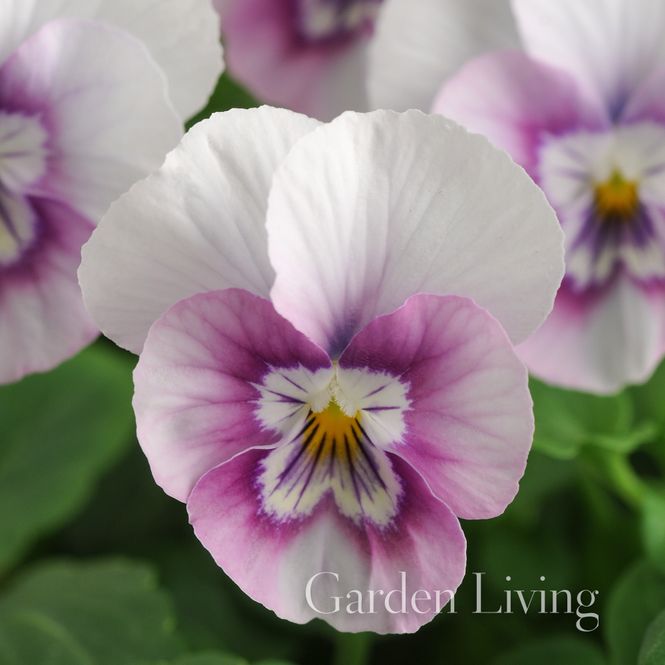 Hovedbilde Stemorsblomst 'Sorbet Pink Halo' F1, småbl - Viola x ...