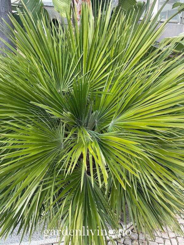 Dvergpalme - Chamaerops humilis