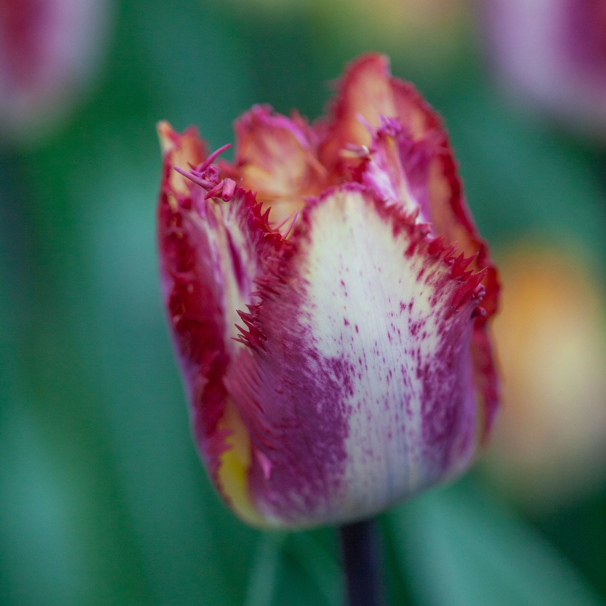 Tulipan 'Colour Fusion’,  Frynsetulipan  - 5 stk