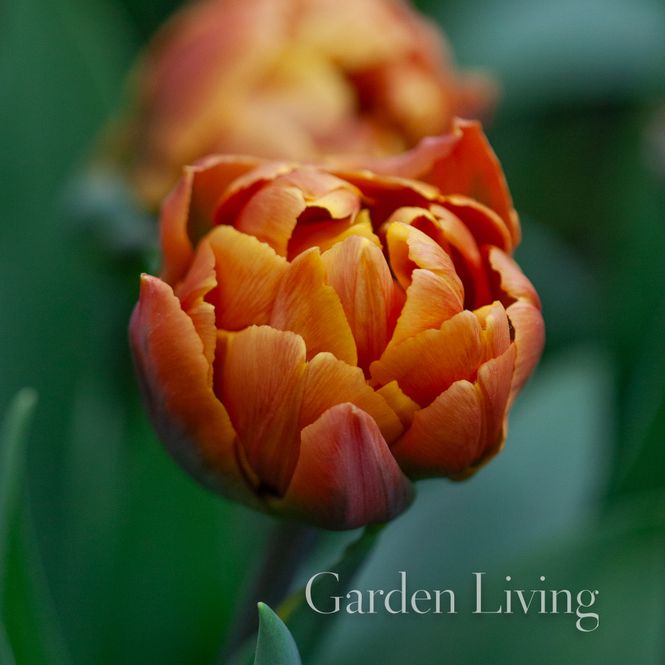 Hovedbilde Tulipan 'Brasil', Tidlig dobbel - 5 stk